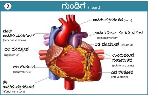 Cardio_Vascular_System_1_2