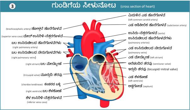 Cardio_Vascular_System_1_3