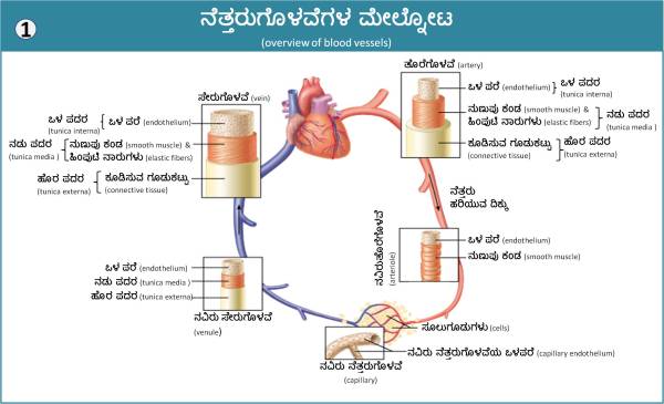 Cardio_Vascular_System_2_1