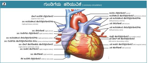 Cardio_Vascular_System_3_3